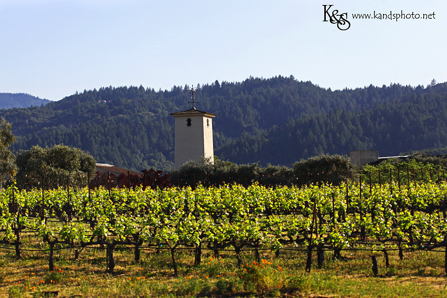 Dallas Wedding Photographers - K & S Photography Wine Tasting in Napa Valley California | Napa Valley and Dallas Wedding Photographers